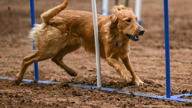 Sólo se permitirá la entrada a los perros de los competidores. Las mascotas deberán quedarse...